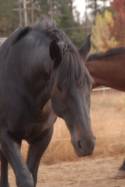 Guinness -- photography by Judy Herman and friends